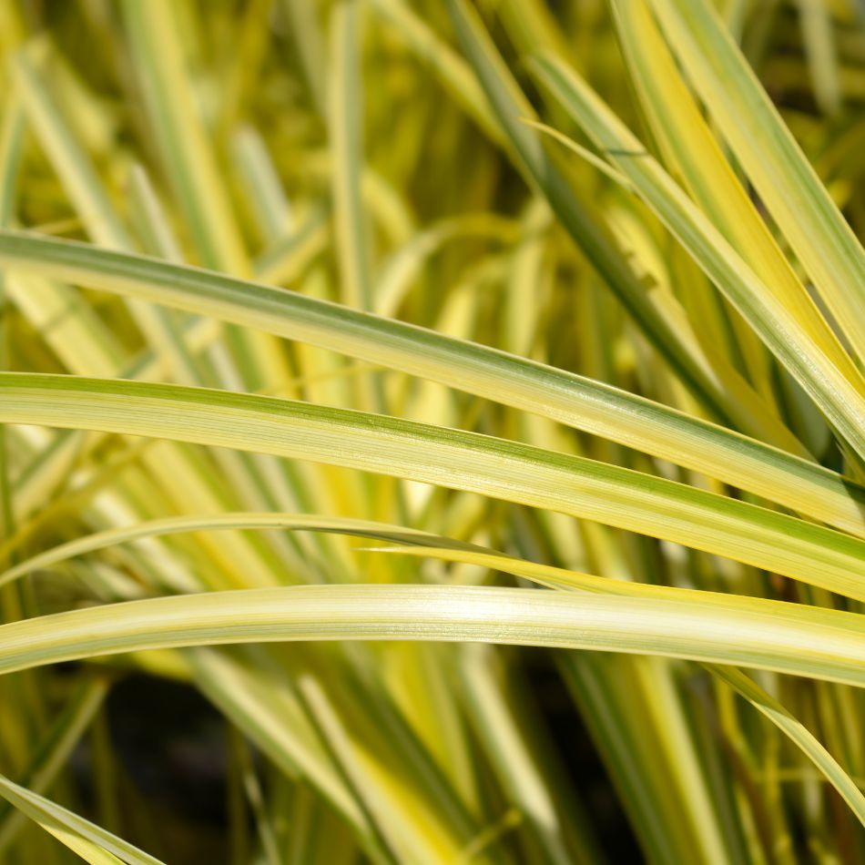 Acorus gramineus ‘Ogon’