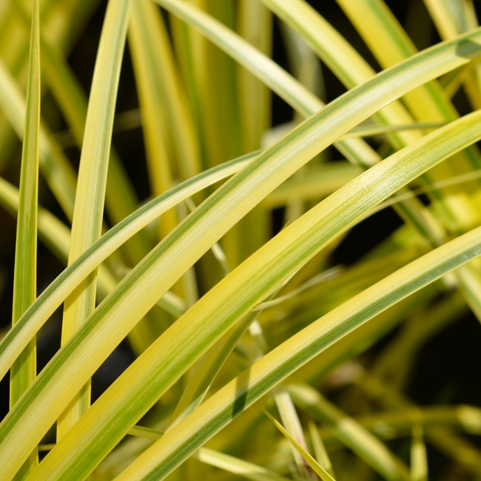 Acorus gramineus ‘Ogon’