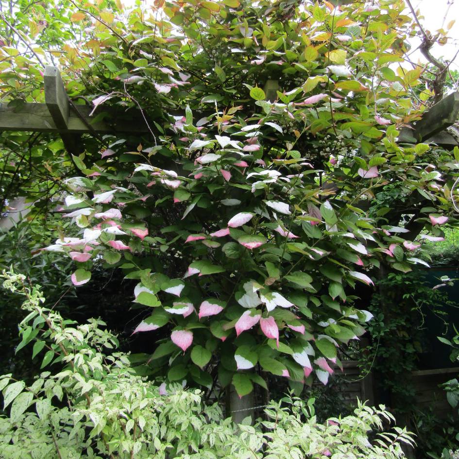 Actinidia kolomikta