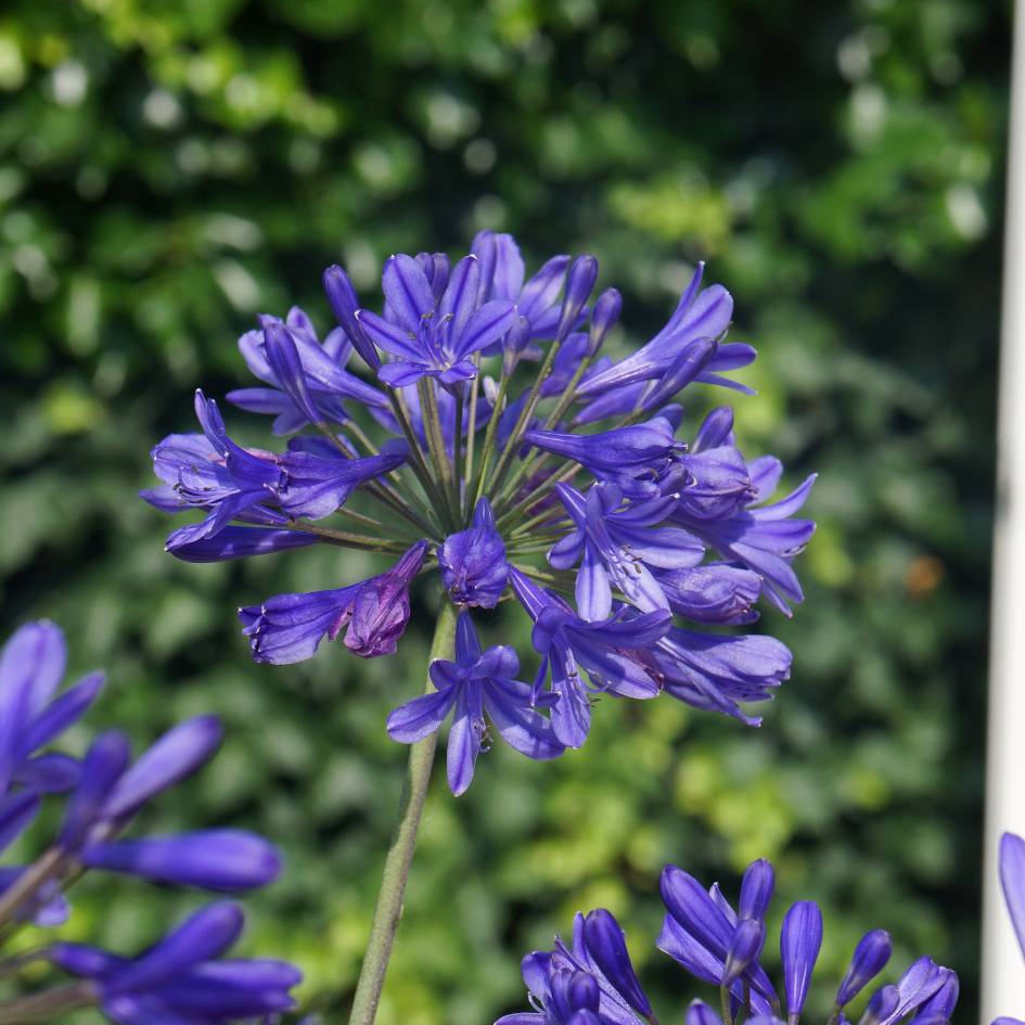 Agapanthus ‘Brilliant Blue’