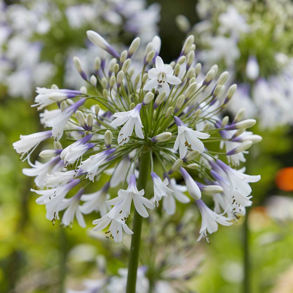 Agapanthus ‘Fireworks’