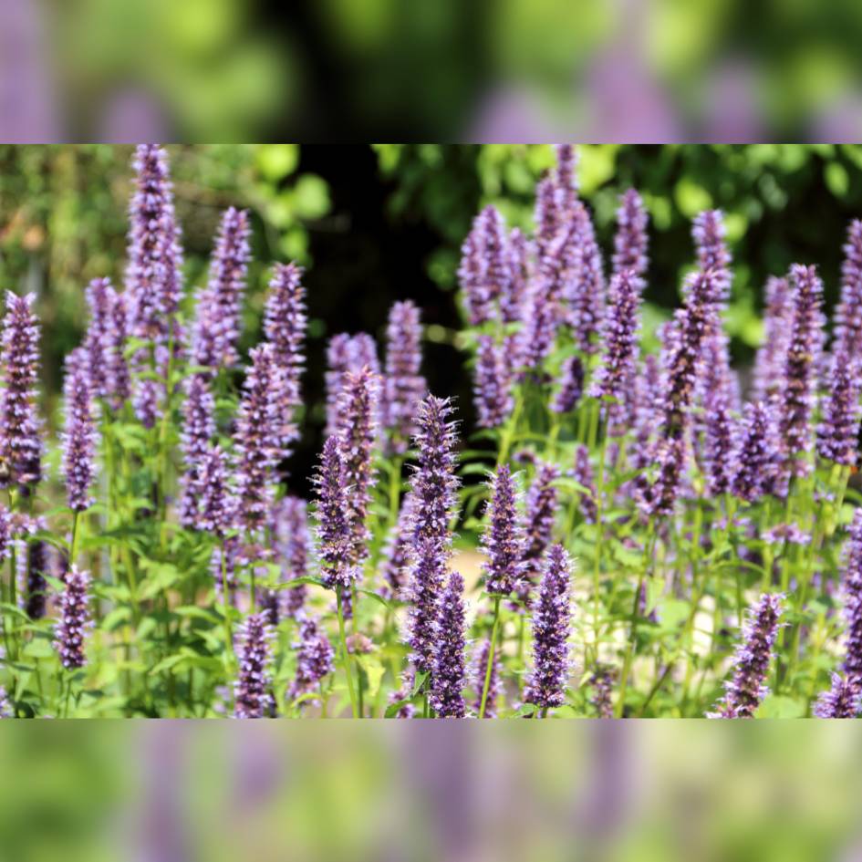 Agastache ‘Blackadder’