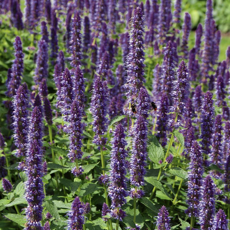 Agastache ‘Purple Haze’