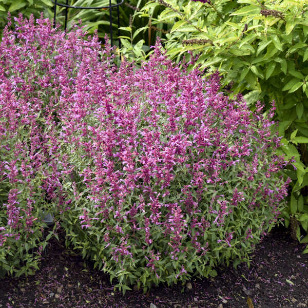 Agastache ‘Rosie Posie’