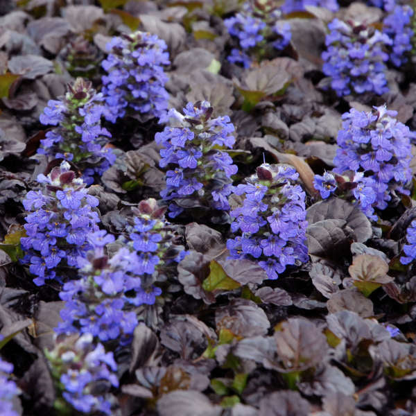 Ajuga reptans ‘Black Scallop’