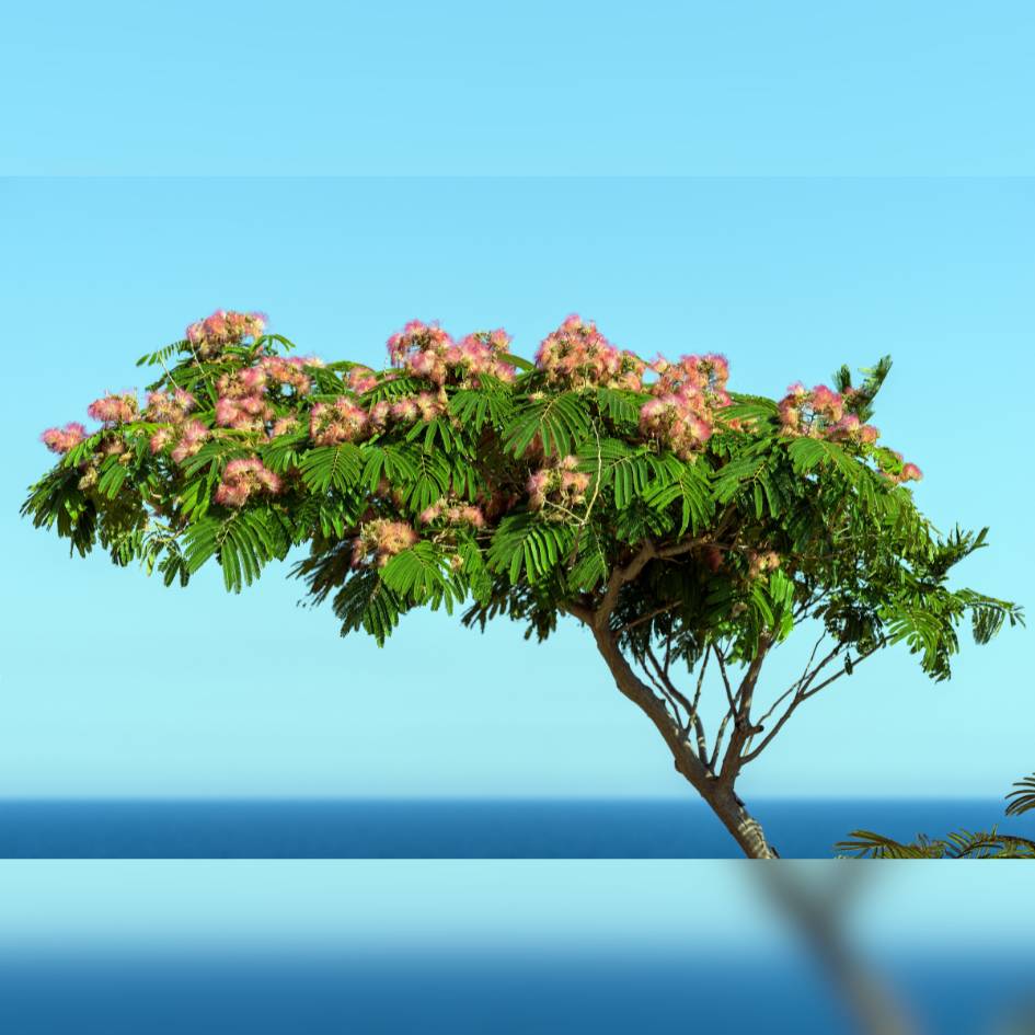 Albizia julibrissin ‘Tropical Dream’