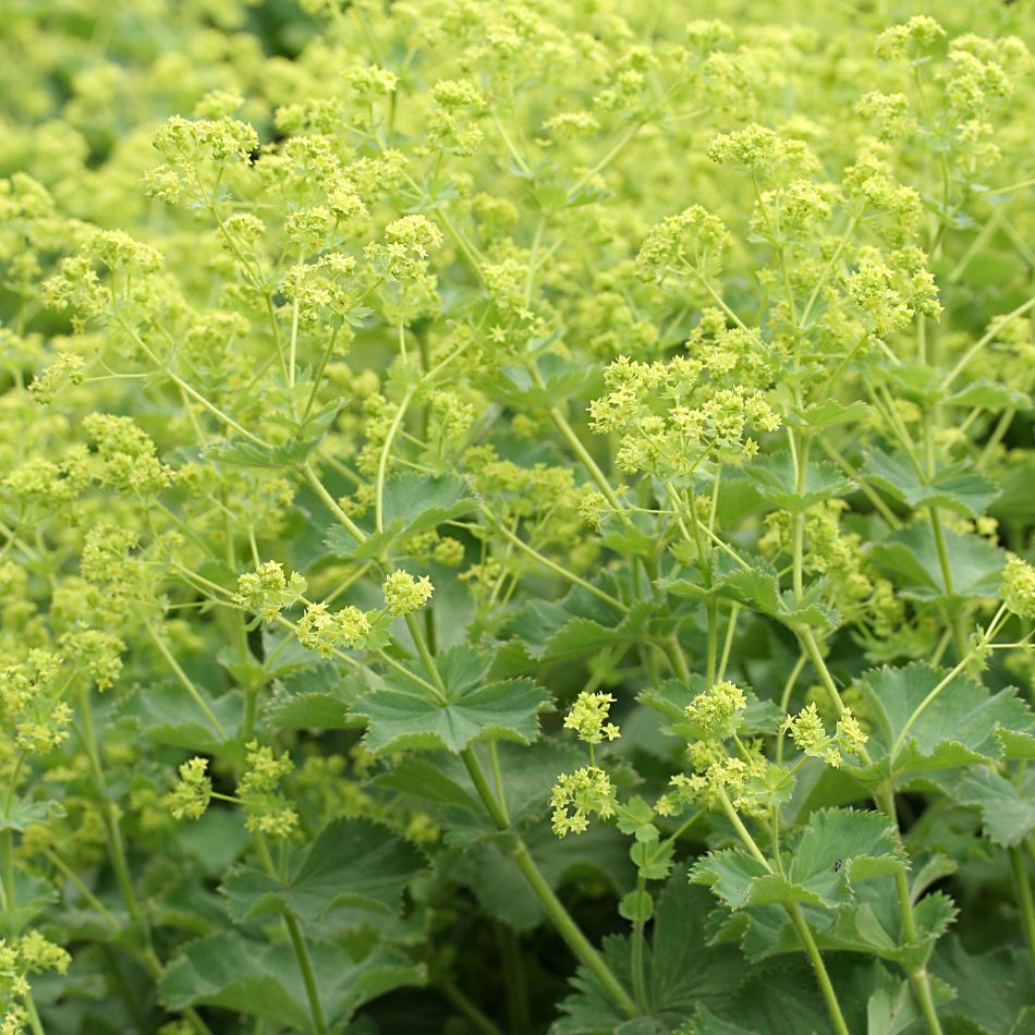 Alchemilla mollis