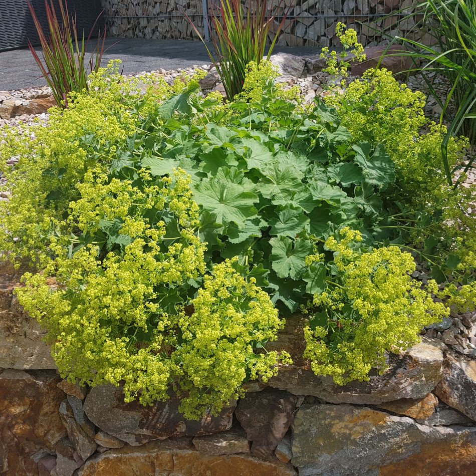 Alchemilla mollis