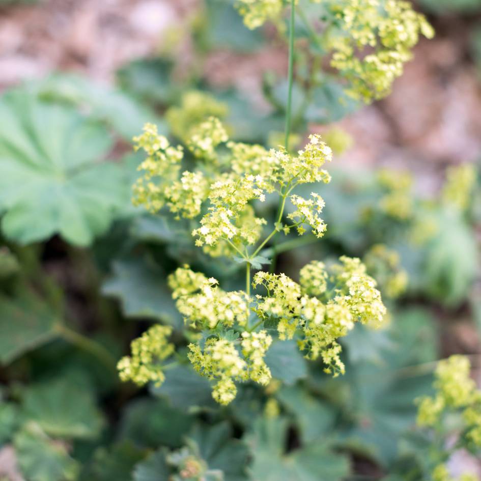 Alchemilla mollis ‘Auslese’