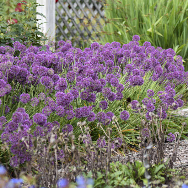 Allium ‘Lavender Bubbles’