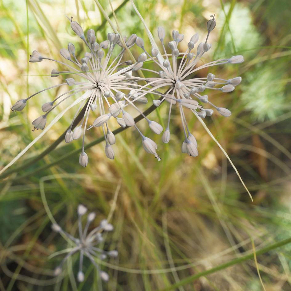 Allium carinatum subsp. pulchellum f. album