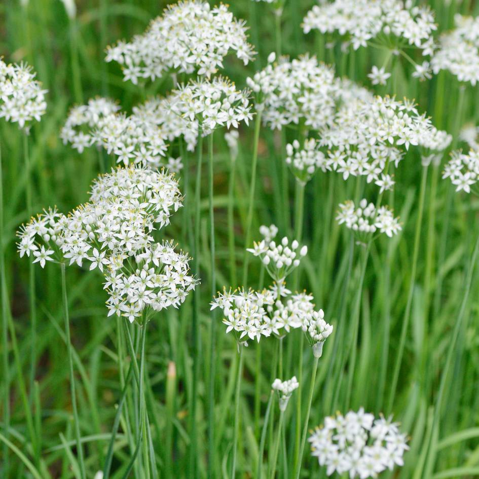 Allium tuberosum