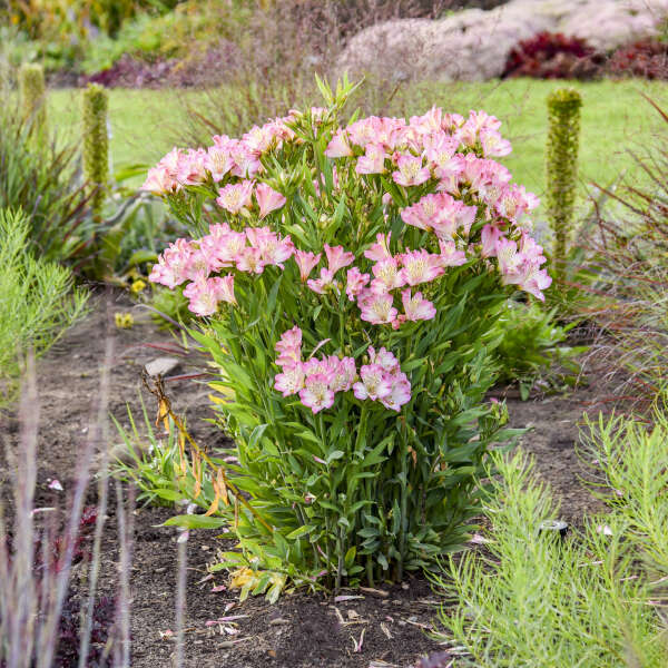 Alstroemeria ‘Summer Break’
