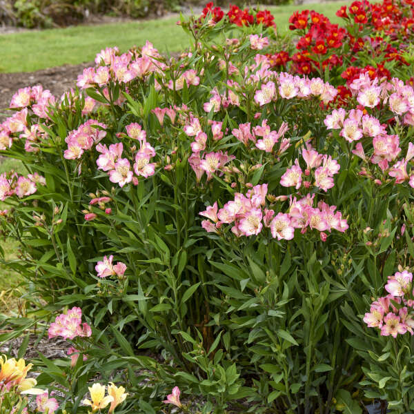 Alstroemeria ‘Summer Break’