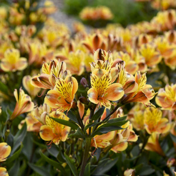 Alstroemeria ‘Summer Breeze’