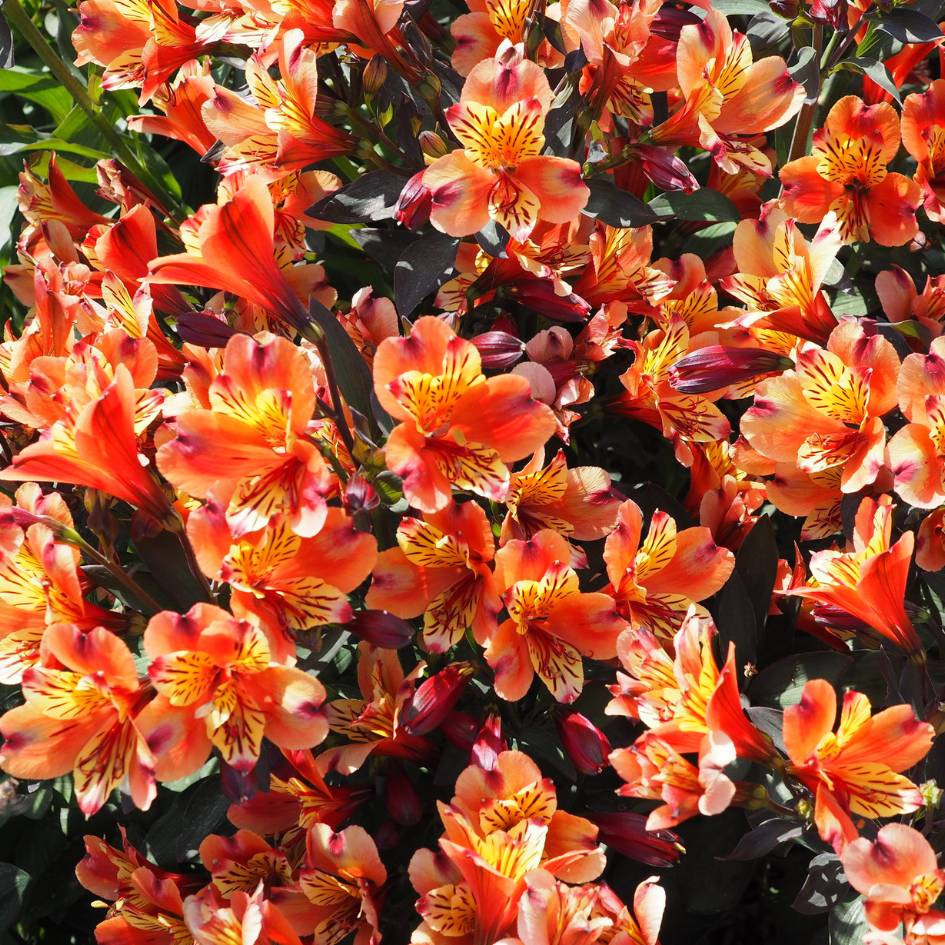 Alstroemeria ‘Indian Summer’