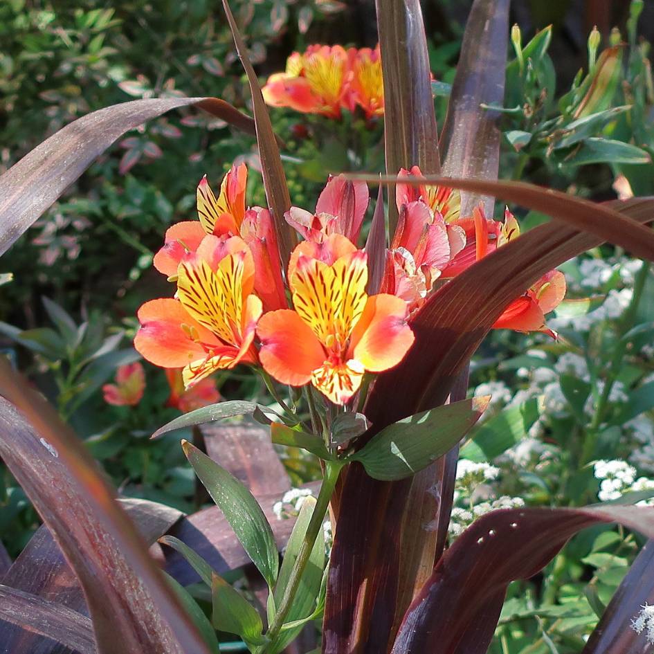 Alstroemeria ‘Indian Summer’