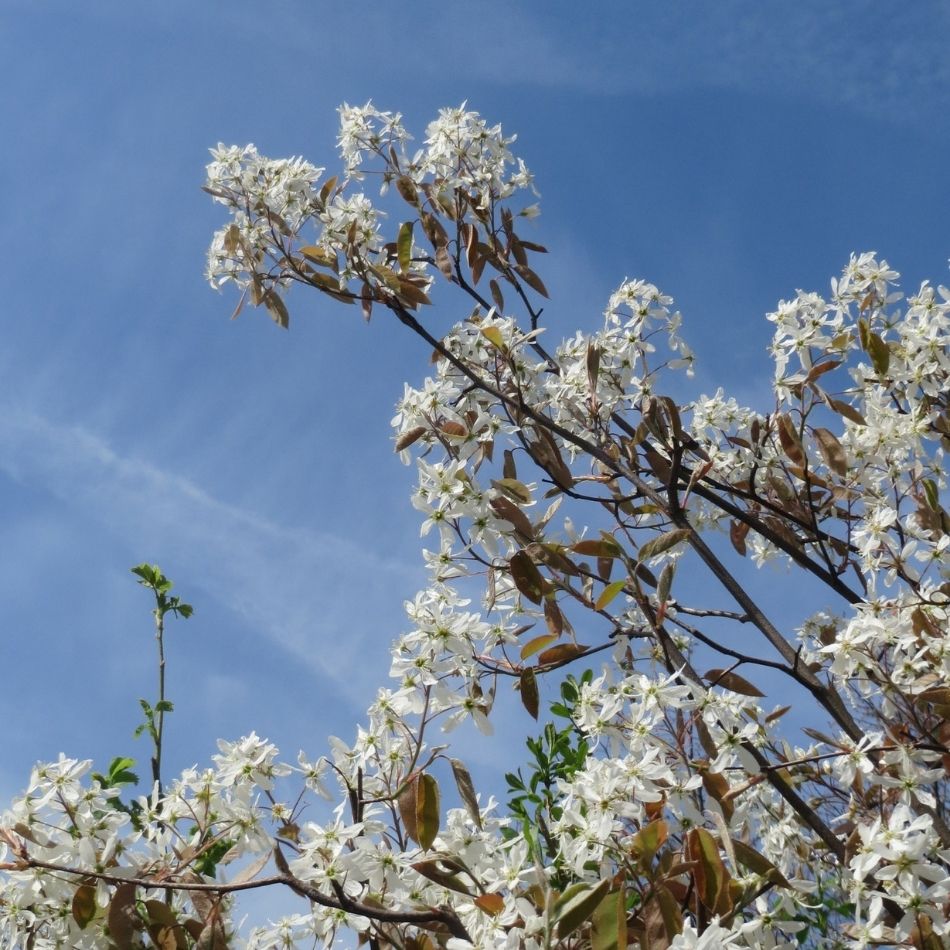 Amelanchier lamarckii