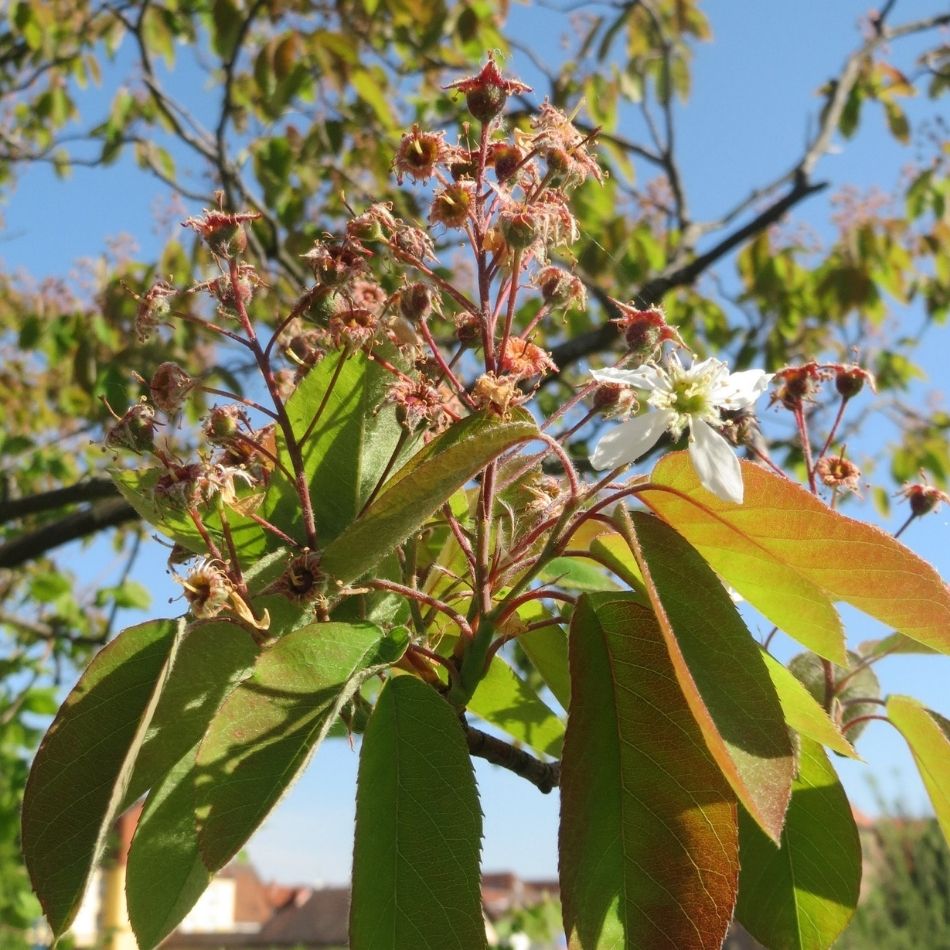 Amelanchier lamarckii