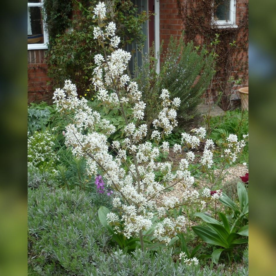 Amelanchier × grandiflora ‘Ballerina’