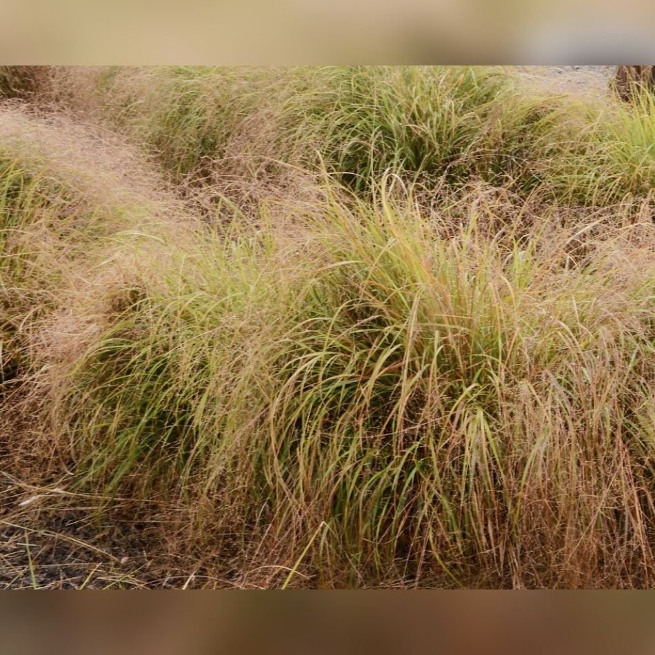 Anemanthele lessoniana