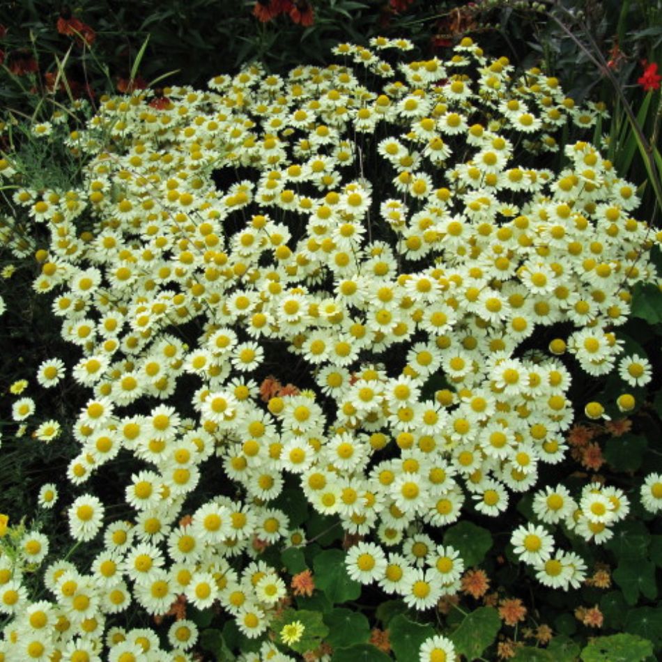 Anthemis tinctoria 'E.C. Buxton'