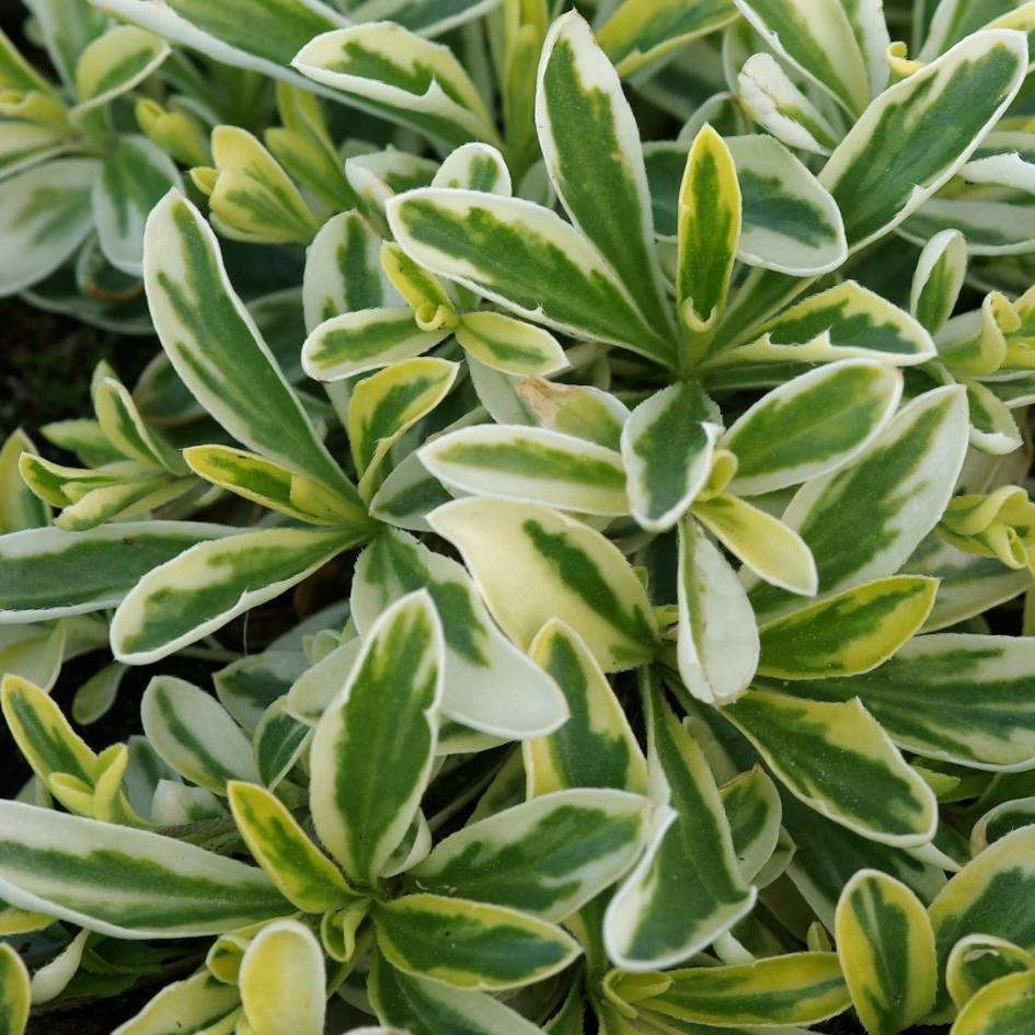 Arabis ferdinandi-coburgi ‘Old Gold’