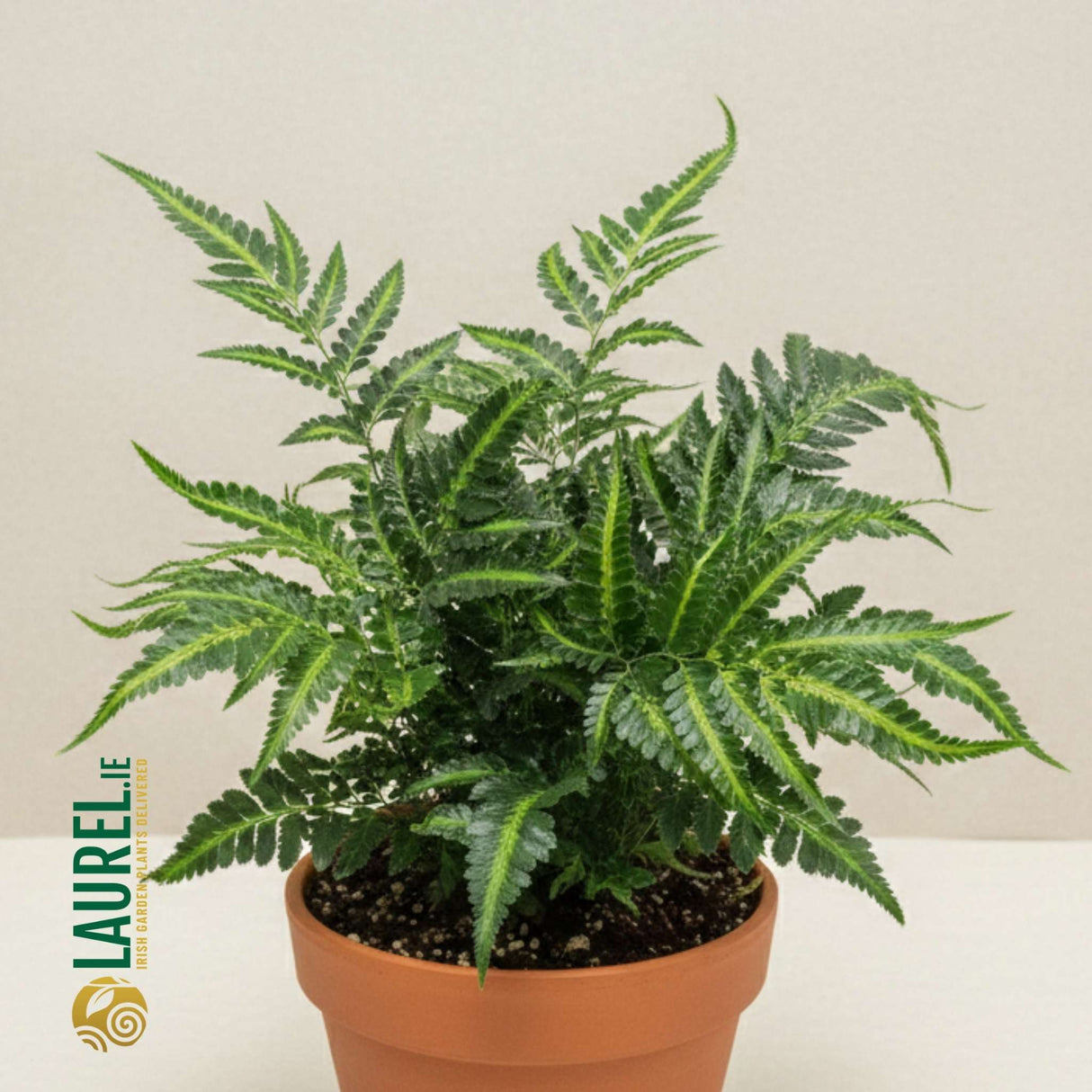 Arachniodes aristata ‘Variegata’