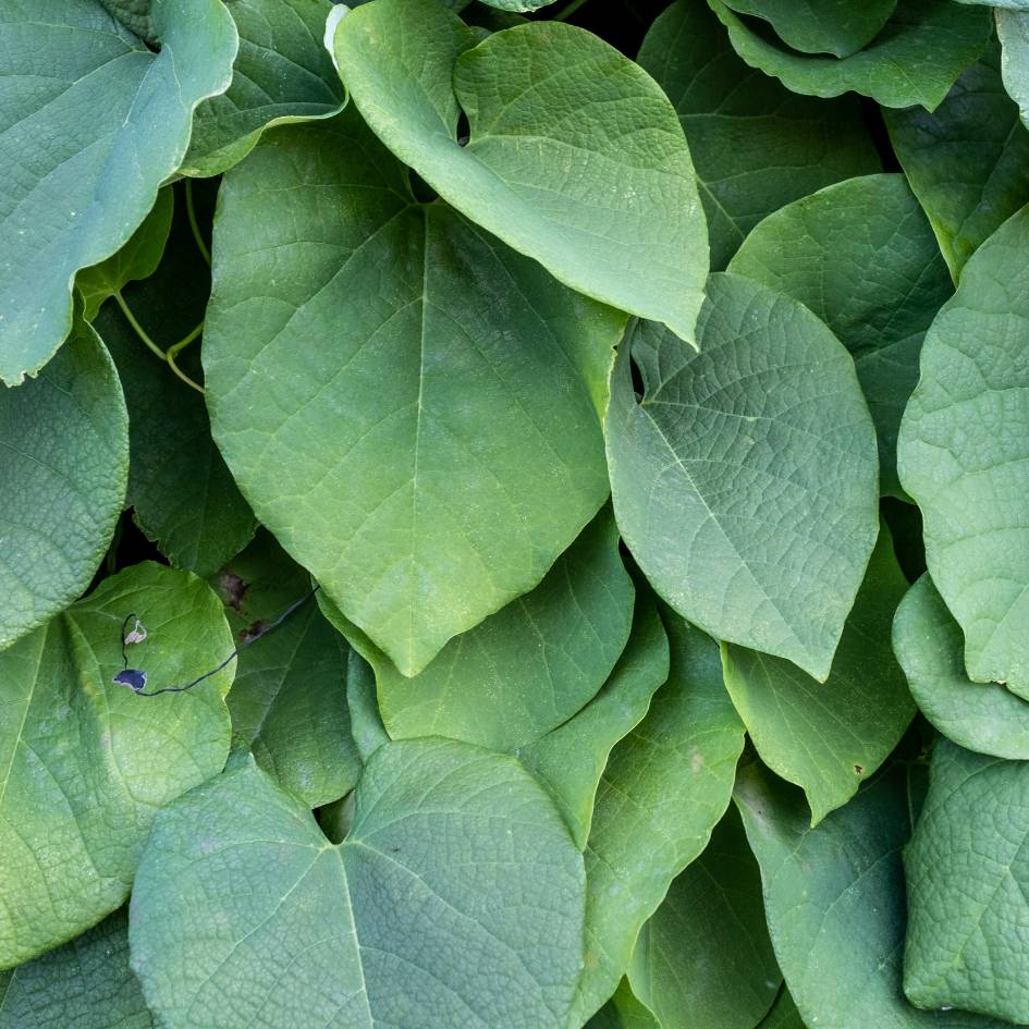 Aristolochia macrophylla