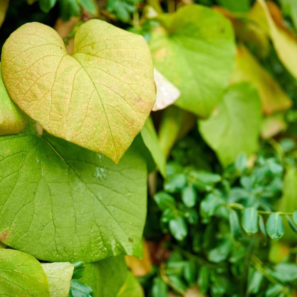 Aristolochia macrophylla