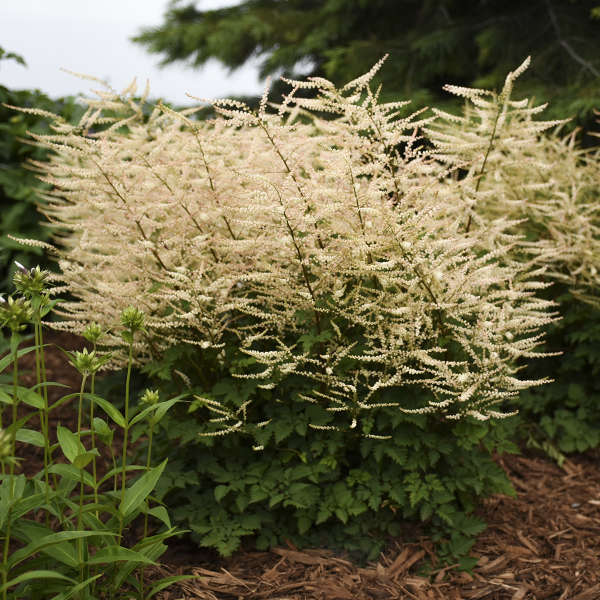Aruncus ‘Chantilly Lace’