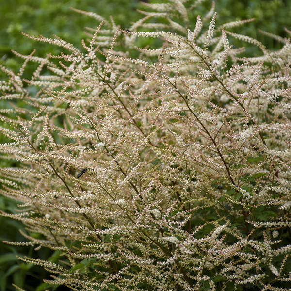 Aruncus ‘Chantilly Lace’