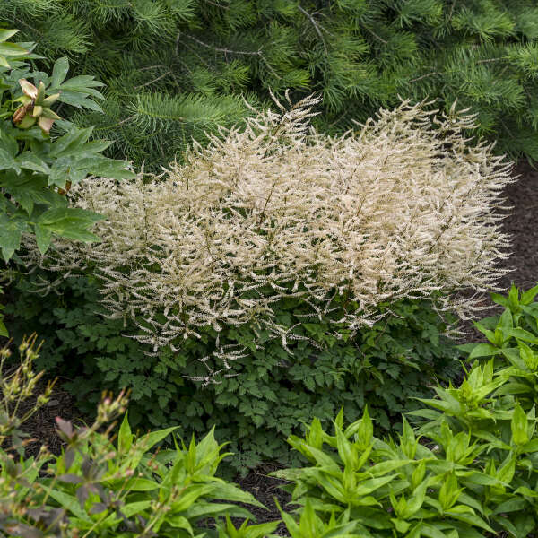Aruncus ‘Chantilly Lace’