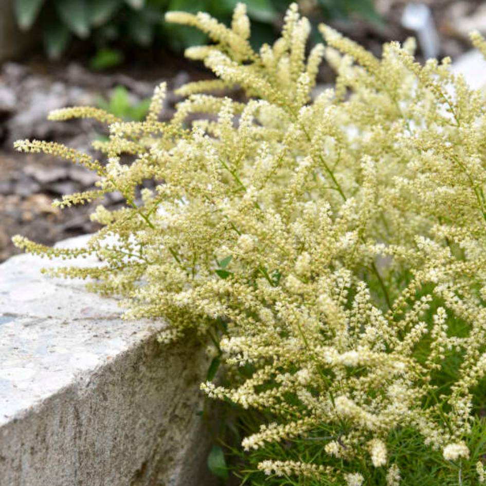 Aruncus ‘Fairy Hair’