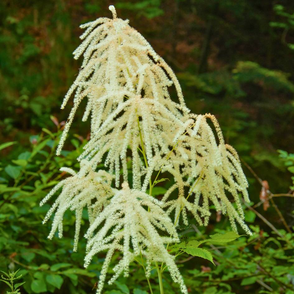 Aruncus dioicus