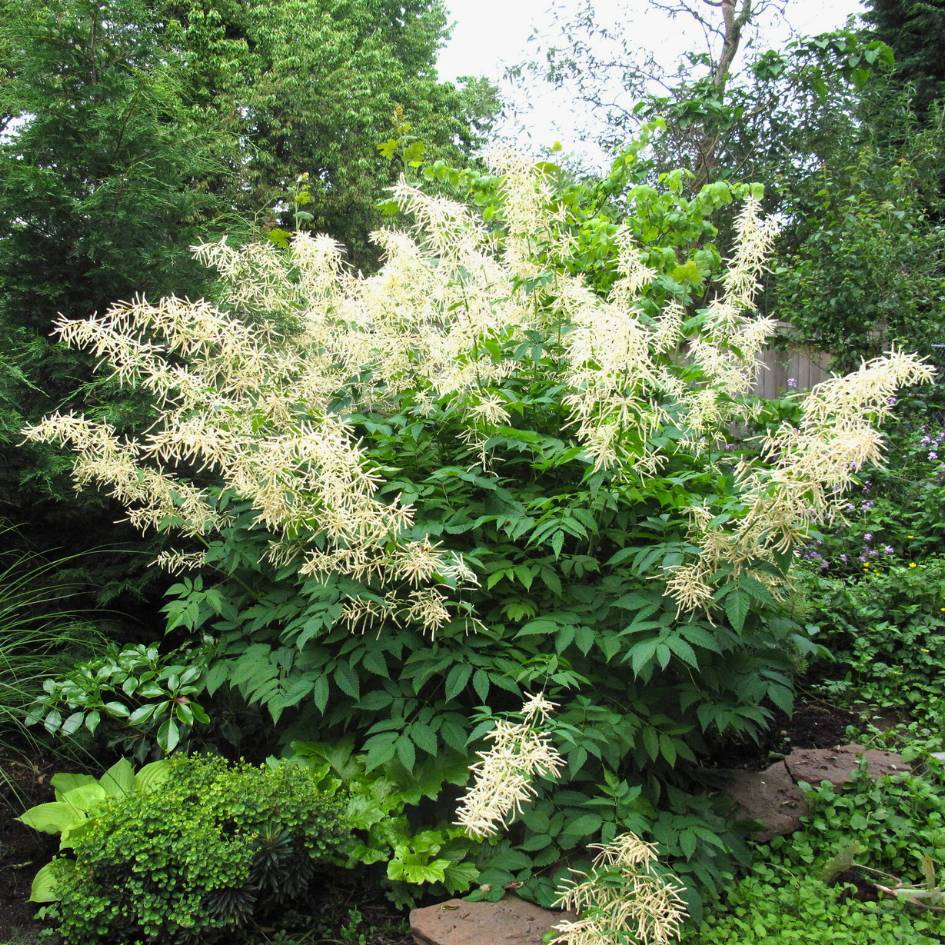 Aruncus dioicus