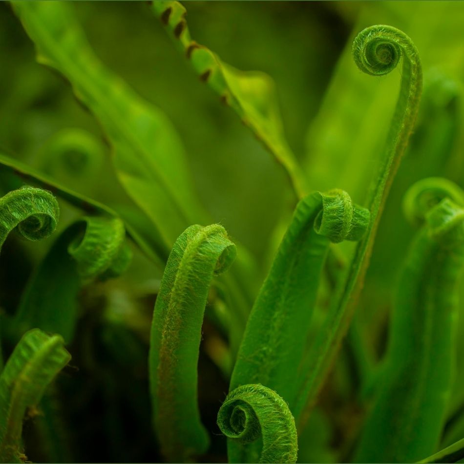 Asplenium scolopendrium