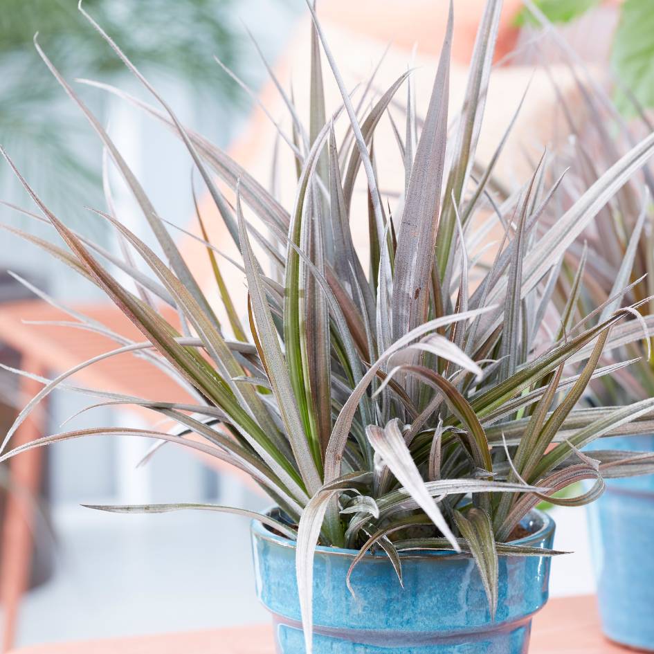 Astelia ‘Red Shadow’