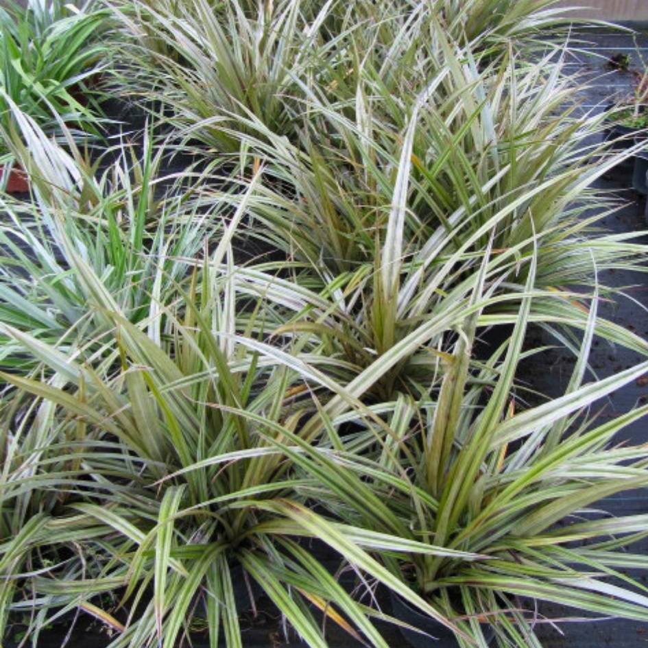 Astelia nervosa ‘Westland’