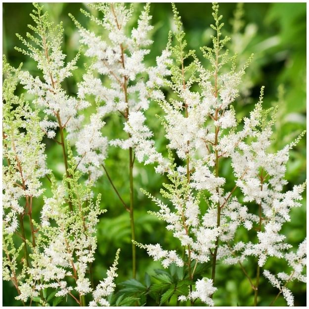 Astilbe ‘Deutschland’