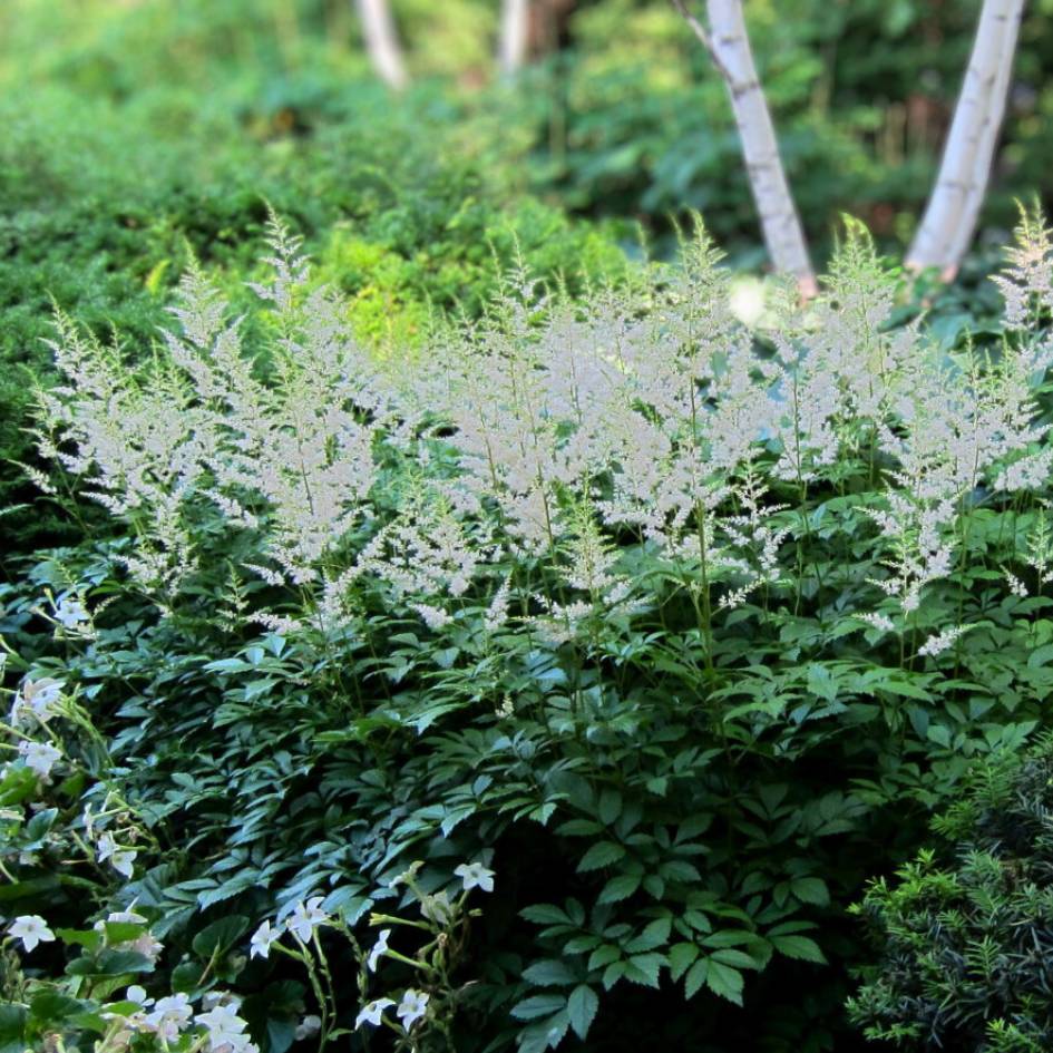 Astilbe ‘Snowdrift’