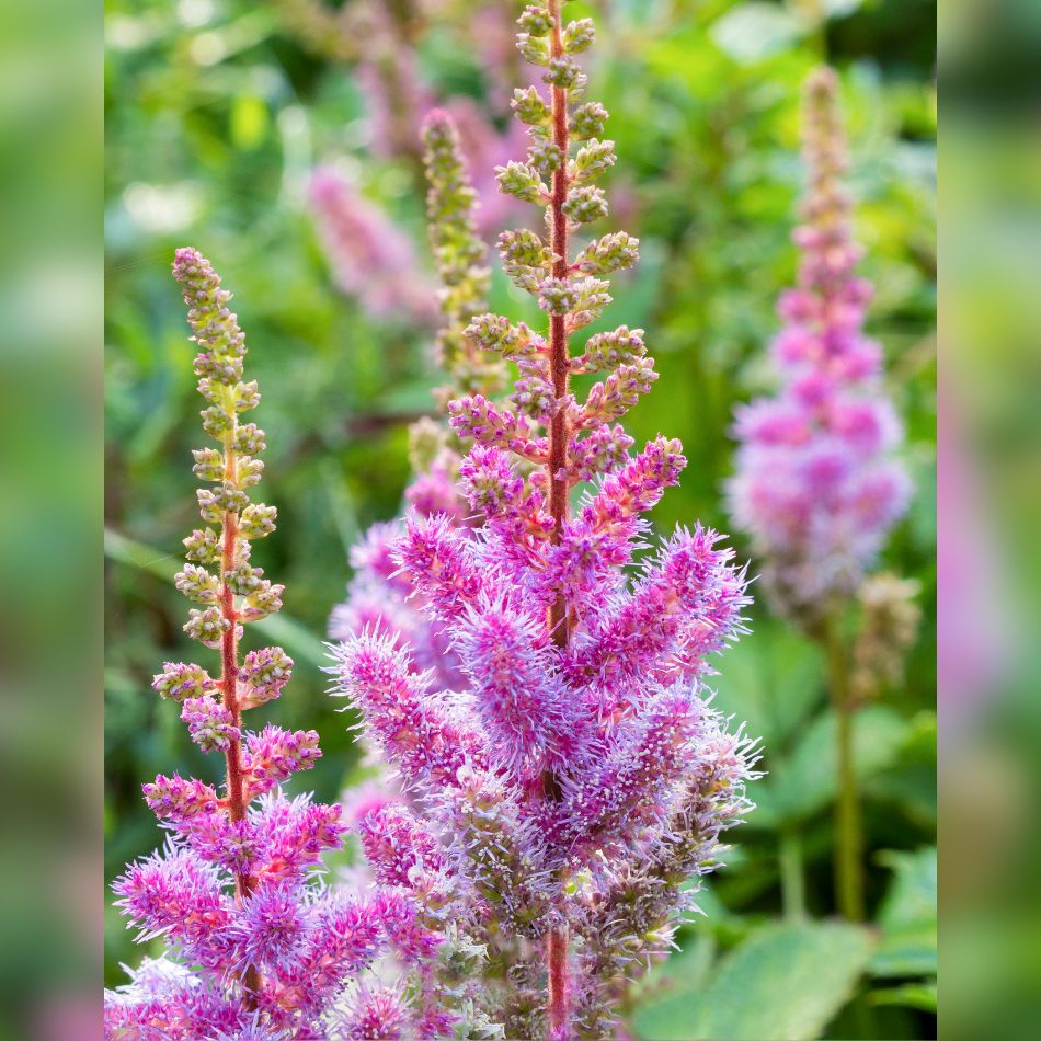 Astilbe chinensis ‘Pumila’