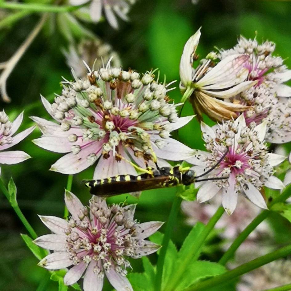 Astrantia major ‘Florence’