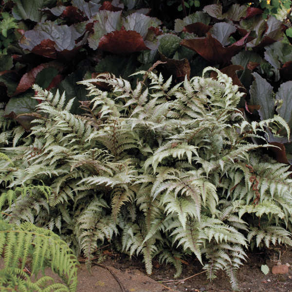 Athyrium niponicum ‘Metallicum’