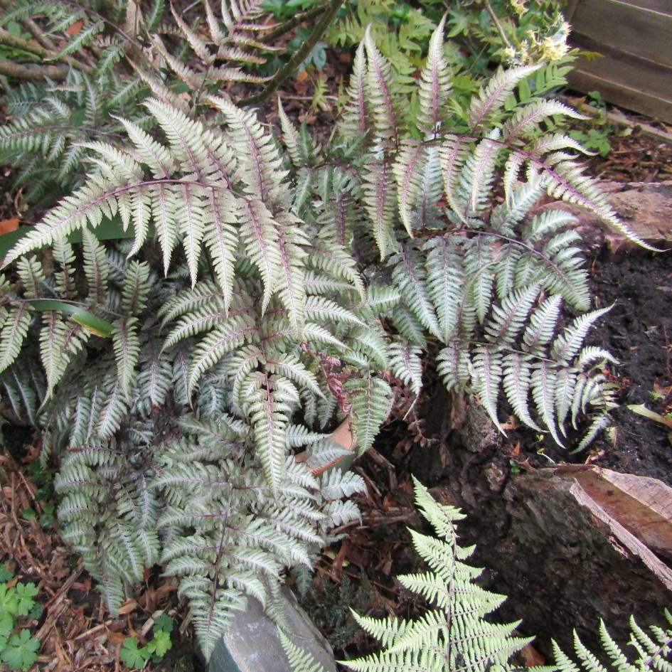 Athyrium niponicum ‘Metallicum’