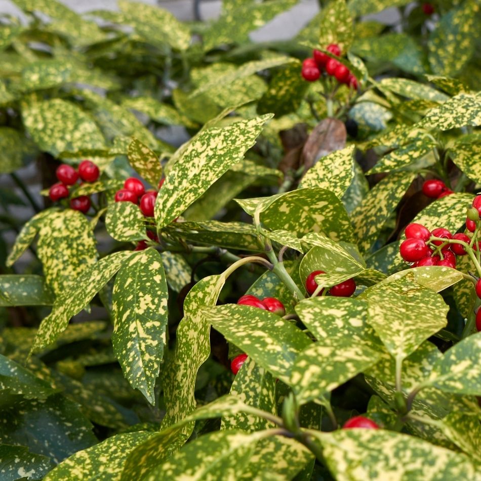 Aucuba japonica ‘Crotonifolia’
