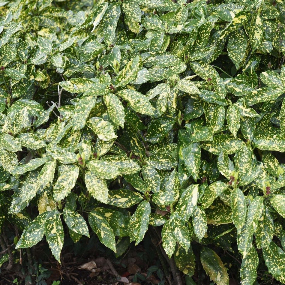 Aucuba japonica ‘Crotonifolia’