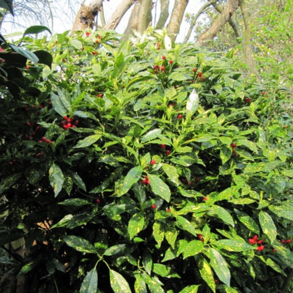 Aucuba japonica ‘Crotonifolia’