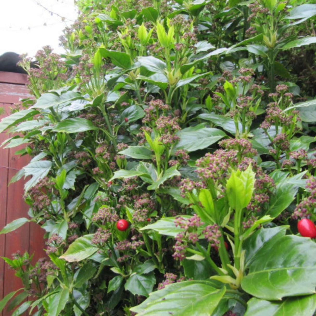 Aucuba japonica ‘Rozannie’