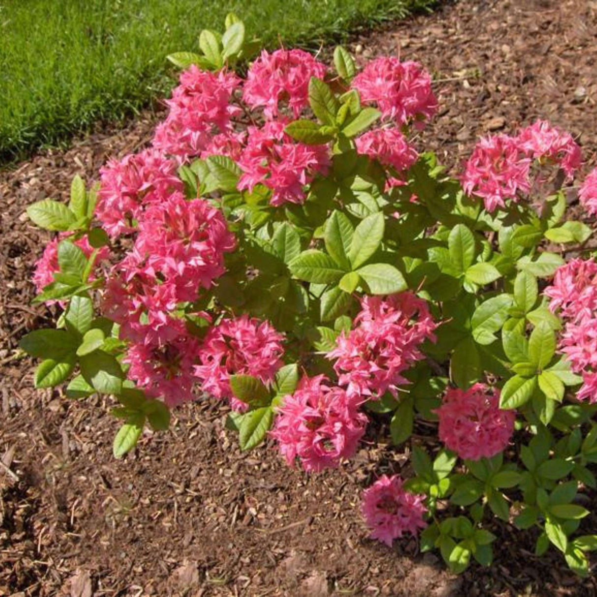 Azalea ‘Homebush’